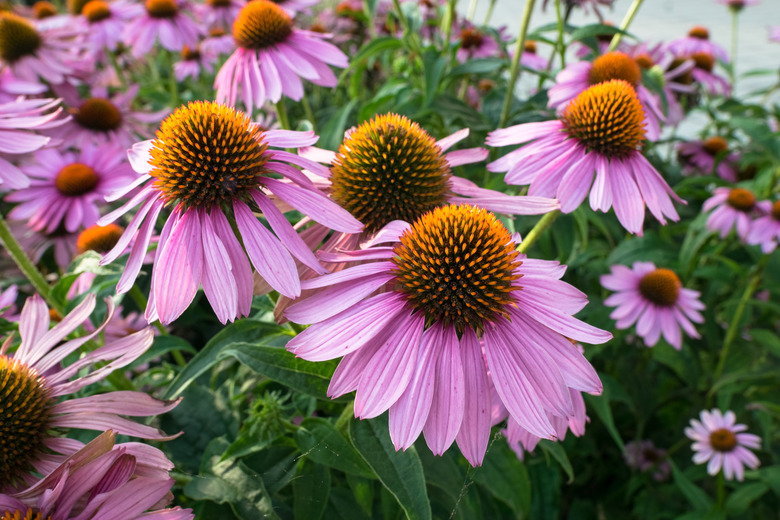 Echinacea flowers in a garden