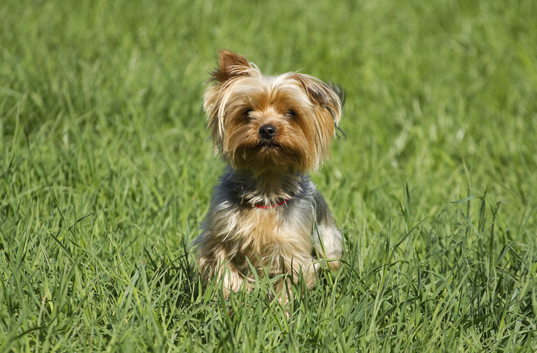 Yorkshire Terrier Dog