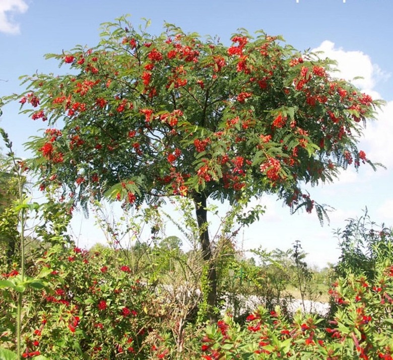 A small Scarlet Wisteria tree in full bloom.