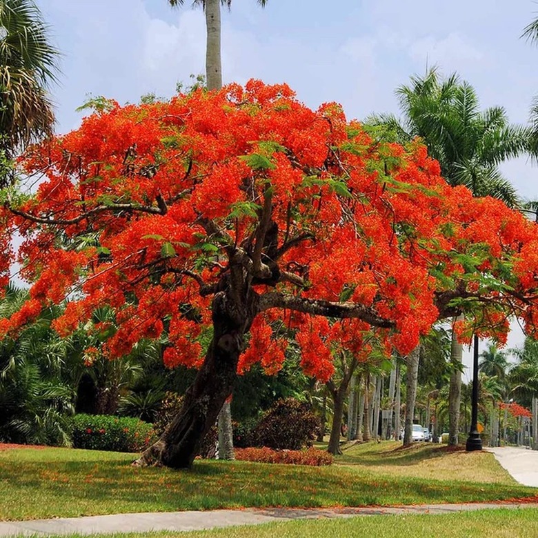 A Royal Poinciana tree with orange flowers.