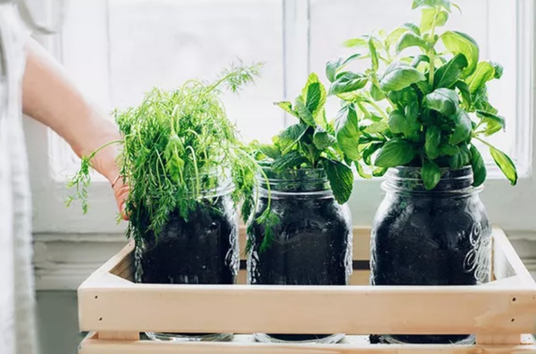 Indoor herb garden.