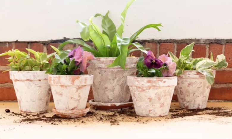 Plants in aged planters.