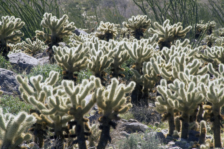 Teddy Bear Cholla Cactus