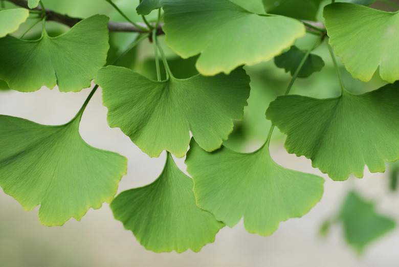 Ginkgo biloba leaves.