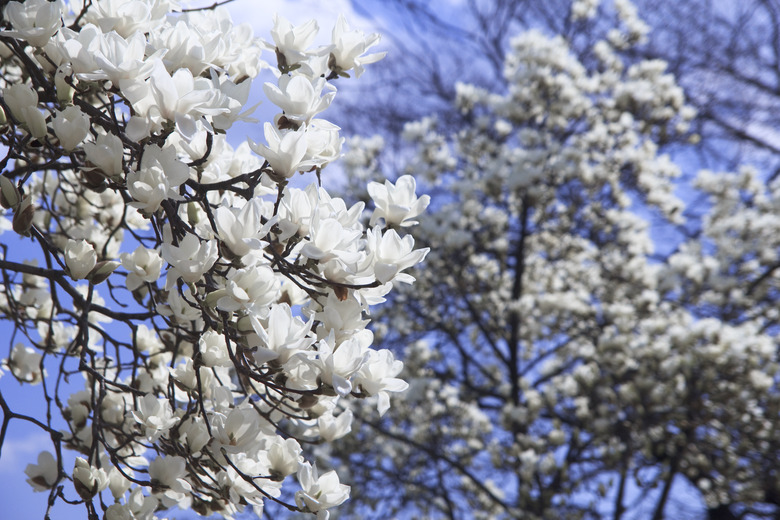 Magnolia heptapeta