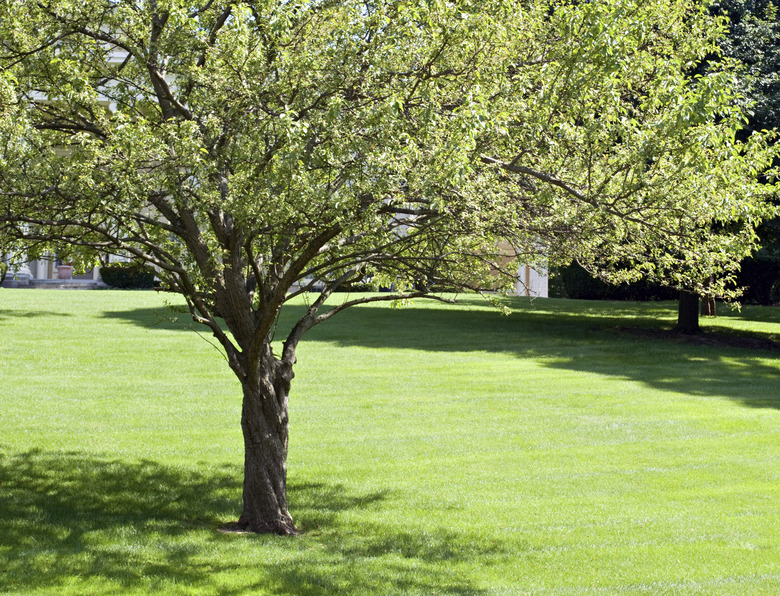 Crab Apple Tree in summer