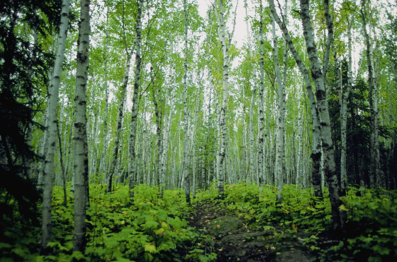 Low angle view of birch trees in a forest, Minnesota, USA