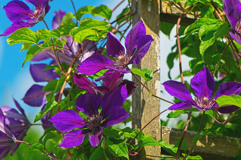 A purple clematis vine growing up a trellis.