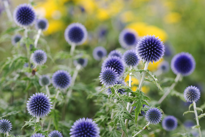 Globe Thistle (Echinops bannaticus)  blue flowers in garden