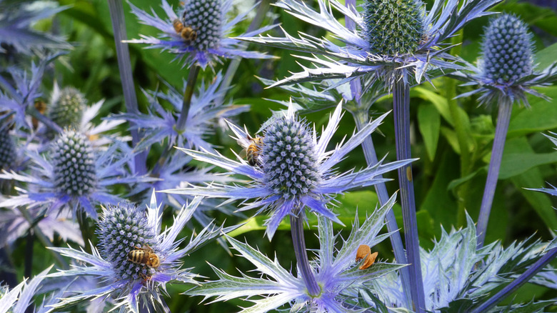 Sea holly and bees