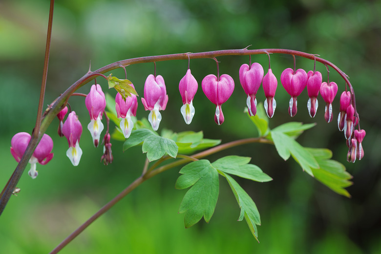 Bleeding hearts (Lamprocapnos spectabilis)