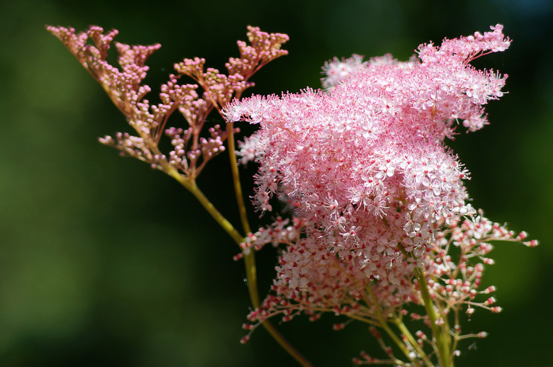 Filipendula rubra Venusta