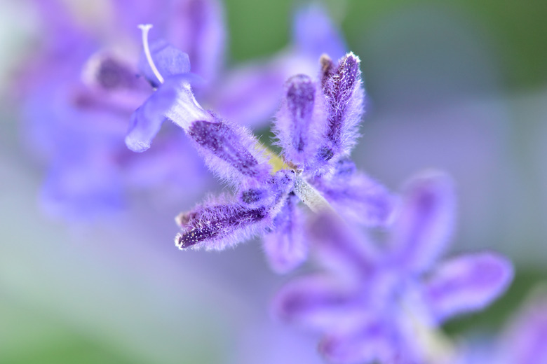 Close-up of Russian sage, Perovskia atriplicifolia.