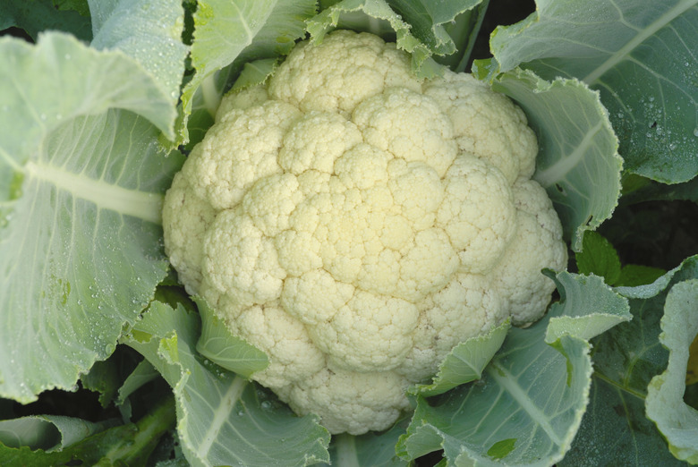 cauliflower