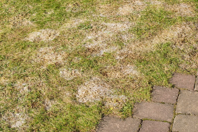 Snow mold in the grass, plant disease. Gray snow mold (also called Typhula blight).