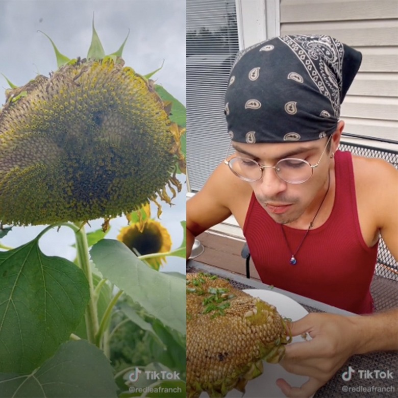 two screenshots of a tiktok video showing a sunflower and a person eating a grilled sunflower