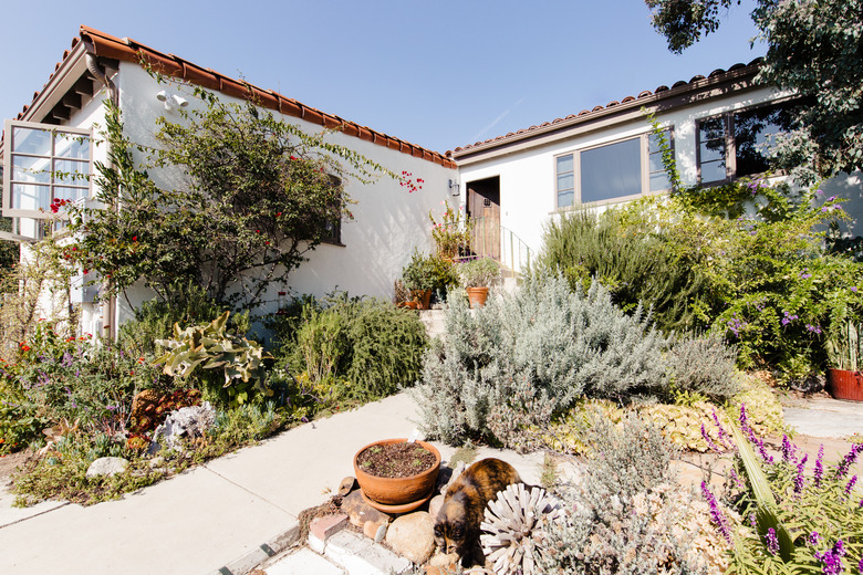 Front yard with lavender and other native plants