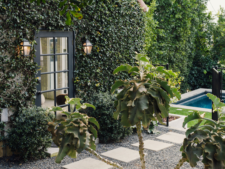 Ivy and trees in a backyard