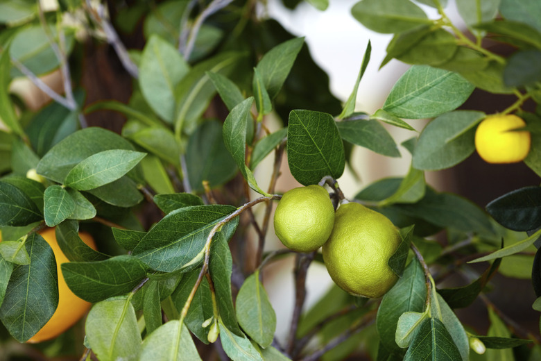 Green lemons