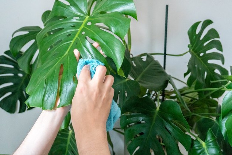 cleaning plant leaf