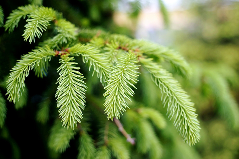 Close-Up Of Spruce Tree Branch