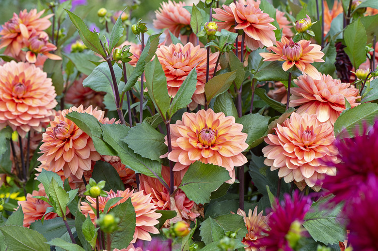 Summer flowering orange 'Waterlily' dahlias and buds.