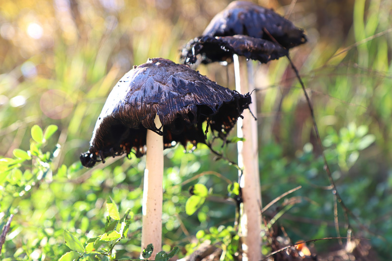 Closeup of inky cap mushrooms.