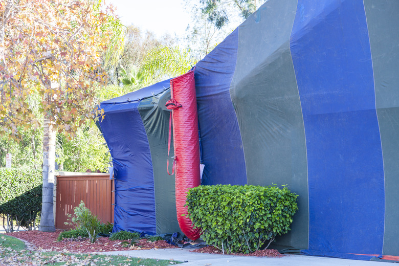 Termite Fumigation