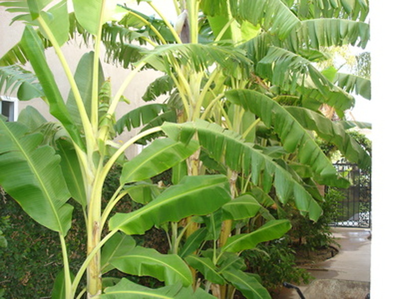 banana plant