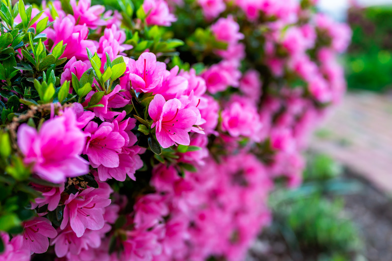 Closeup of pink rhododendron flowers and foliage.