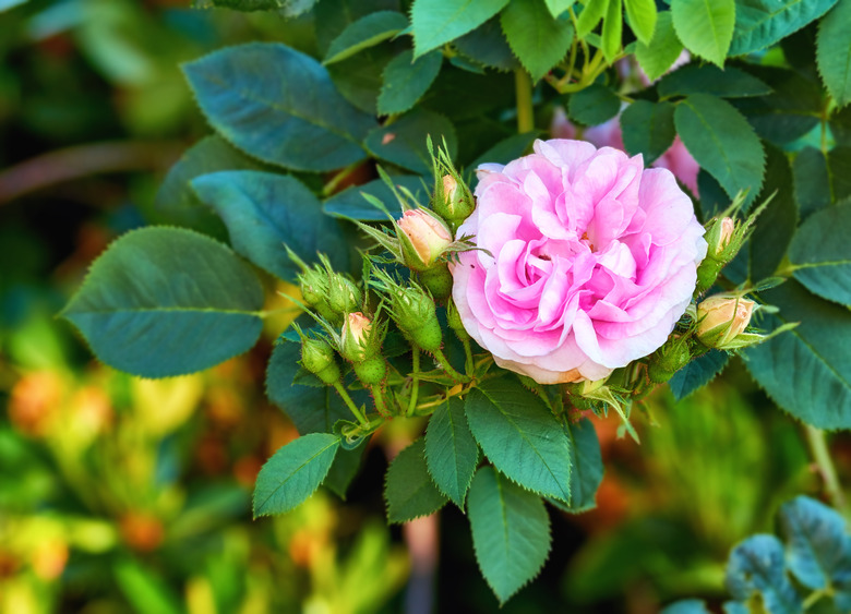 Pink rose in the garden