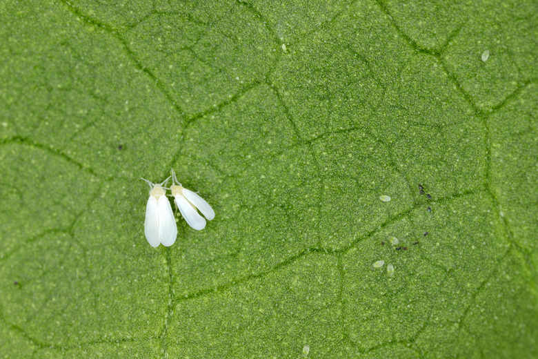 Cotton whitefly (Bemisia tabaci) adults, eggs and larvae on a cotton leaf underside