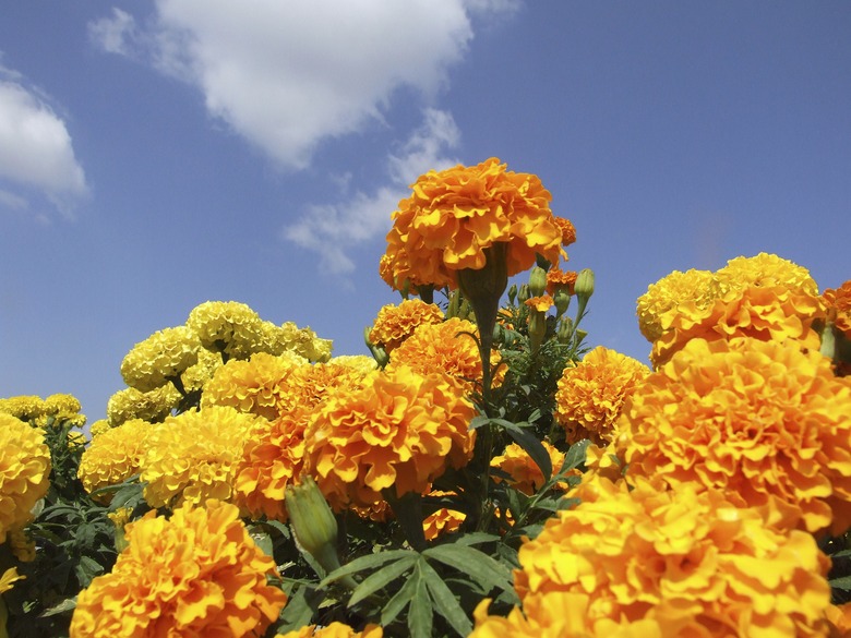 Orange french marogolds