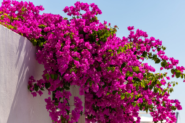 Bougainvillea in flower spilling over a white wall.