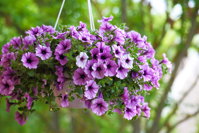 purple petunia flowers in the garden