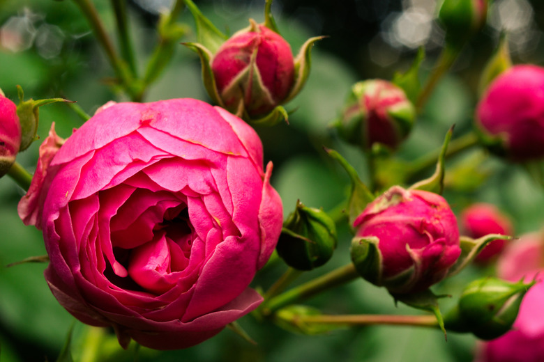 Close-Up Of Pink Rose