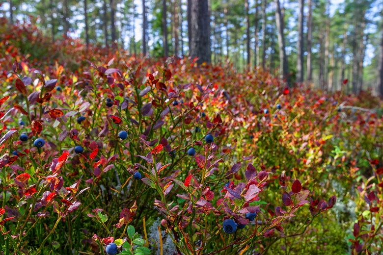 Ripe blueberries in the woodland at autumn