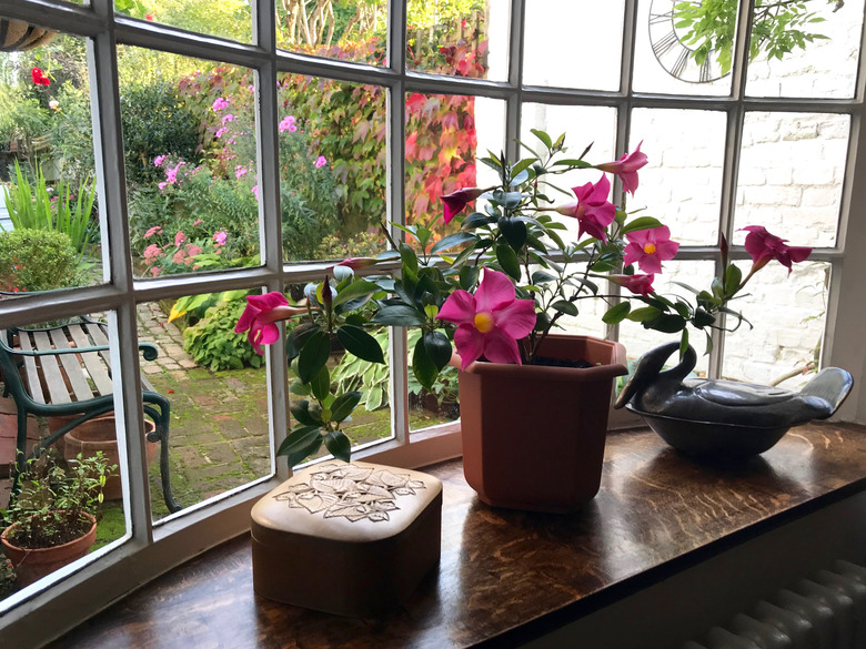 A garden view from an old English cottage window