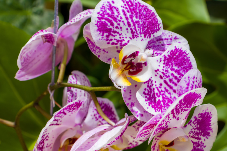 White and purple orchid with green background