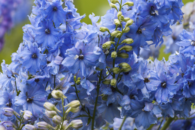 Close-up of a delphinium in garden