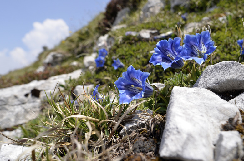 Gentian flower