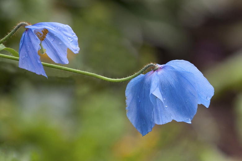 Himalayan Blue Poppy