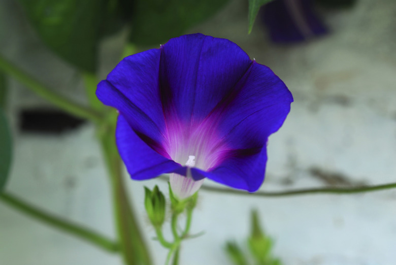 Blue morning glories