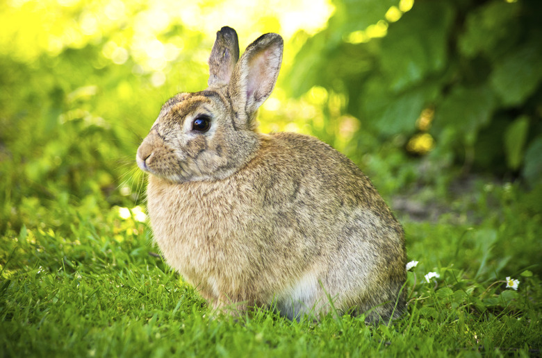 Rabbit on green lawn