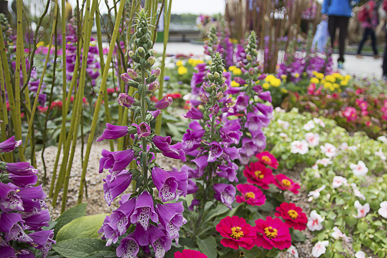 Foxglove in Spring, South Korea.