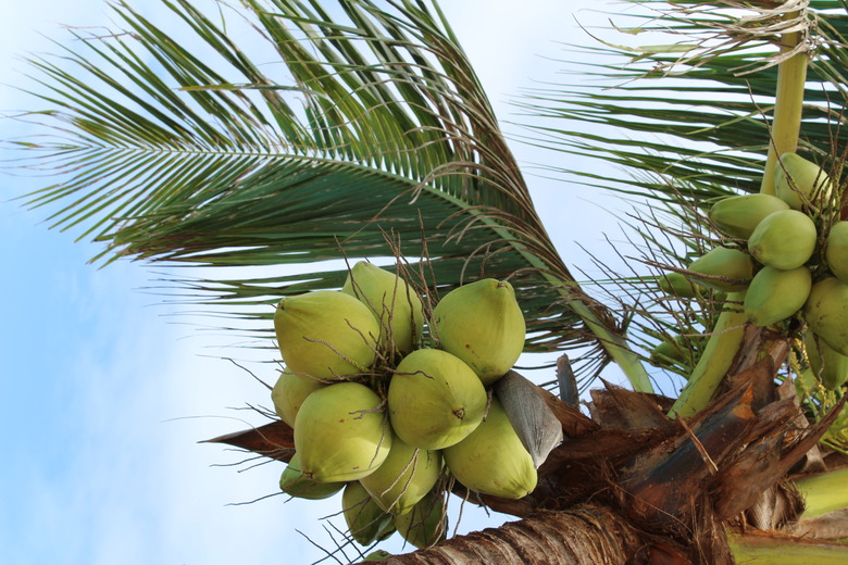 Low Angle View Of Coconut Palm Tree Against Sky