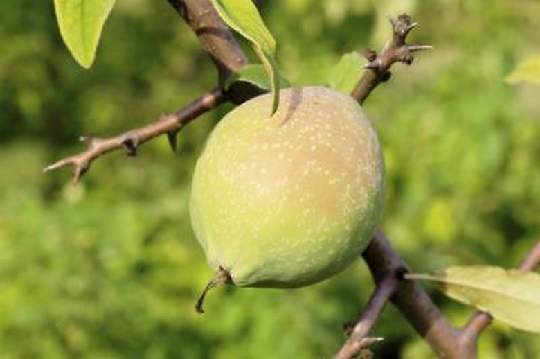 fruit tree with thorny branches