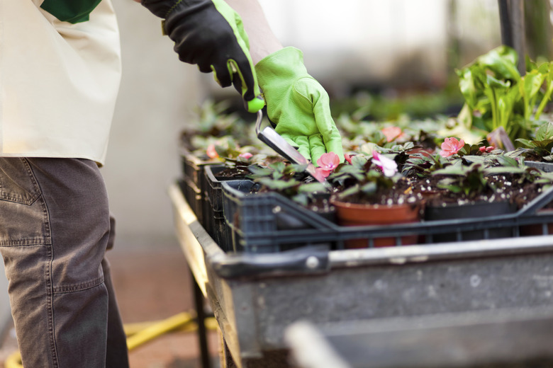 Green house worker