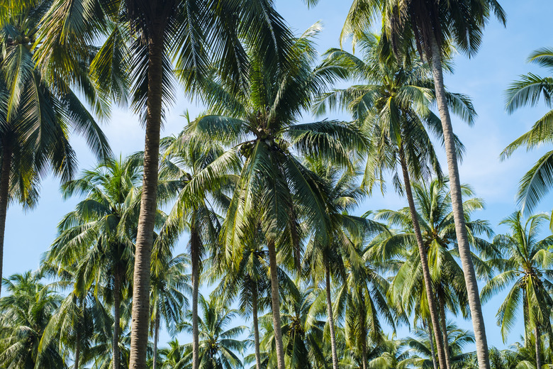 Palm trees growing in a plantation in Thailand.