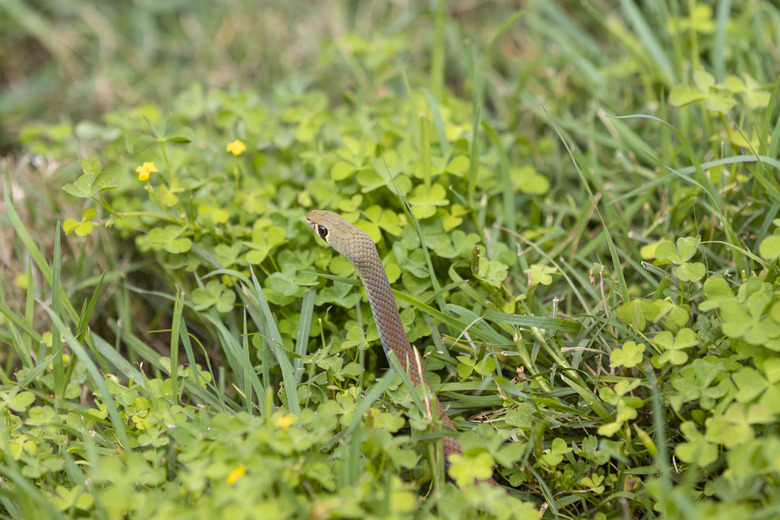 Yellow faced whip snake